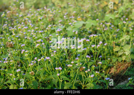 Bello e colorato prato primavera fiore. Foto Stock
