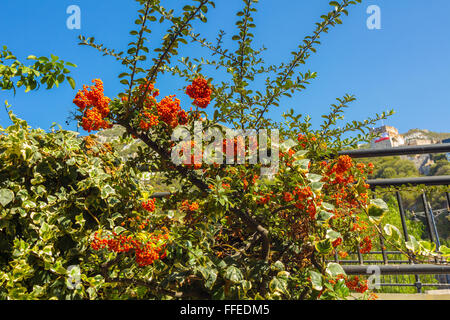 Viburnum bacche maturano sulla boccola Foto Stock