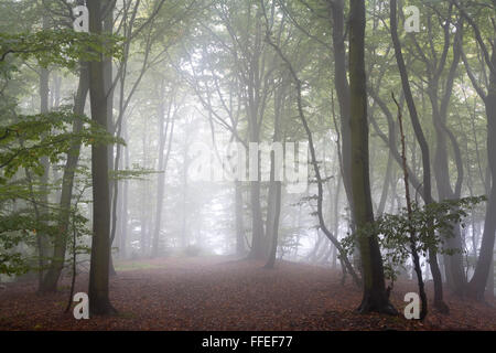 L'Europa, in Germania, in Renania settentrionale-Vestfalia, in una foresta a Ruhrhoehenweg nel Ardey montagne vicino a Witten. Foto Stock