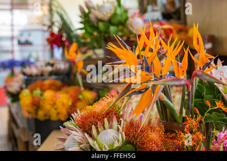 Strelitzia Reginae fiore closeup (uccello del paradiso fiore). L'isola di Madeira Foto Stock