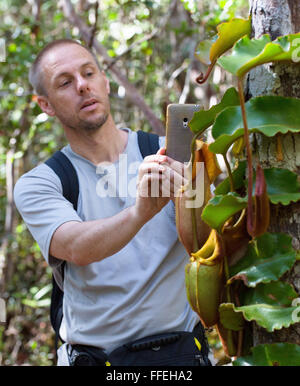 Escursionista guardando brocca piante (Nepenthes veitchii) nel bacino Maliau, Sabah Foto Stock