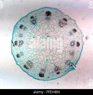 Immagine microscopica staminali vegetali Foto Stock
