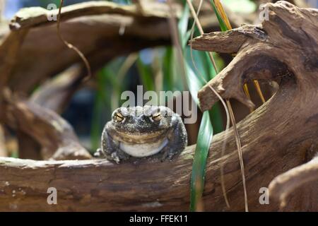Colorado toad (Bufo alvarius) Foto Stock