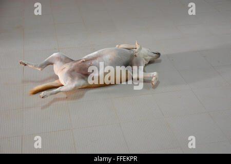 Mangalore, India - 29 Ottobre 2015 - Studenti passando il cane dorme in St. Aloysius College. Foto Stock