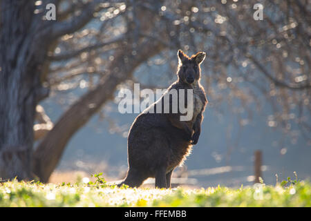 Grande maschio Wallaroo comune (Macropus robustus), NSW, Australia Foto Stock