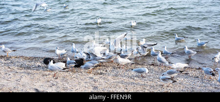 Molti gabbiani provenienti per alimentare al confine del lago Foto Stock