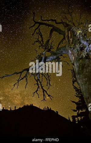 CA02833-00...CALIFORNIA - nodose vecchio tronco di albero fino a raggiungere il pieno di celebrità cielo notturno al Vertice Lago sui quattro laghi Loop Foto Stock