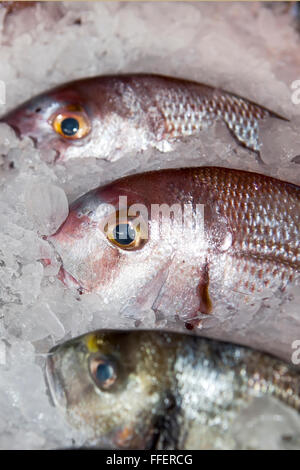 Pesce fresco su ghiaccio nel mercato aperto Foto Stock