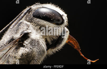 Ultra immagine macro di un defunto bee Foto Stock