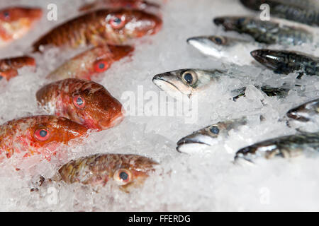 Pesce fresco su ghiaccio nel mercato aperto Foto Stock