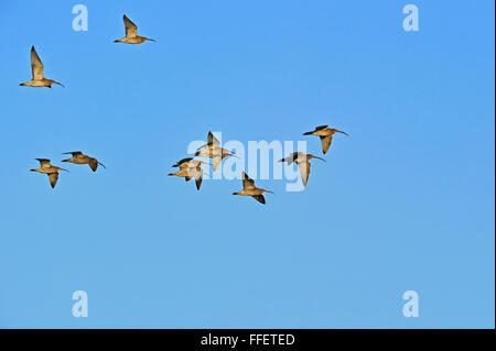 Eurasian (curlews Numenius arquata) gregge in volo durante la migrazione contro il cielo blu Foto Stock