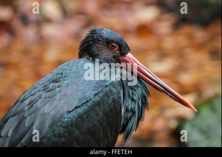Cicogna Nera (Ciconia nigra) close up ritratto Foto Stock