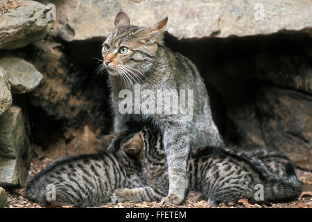 Gatto selvatico europeo (Felis silvestris silvestris) femmina allattamento i suoi cuccioli a den ingresso Foto Stock