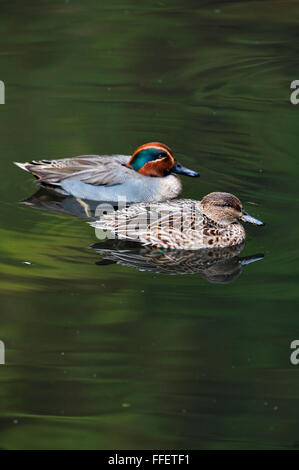 Comuni / Teal Eurasian Teal (Anas crecca) maschio e femmina giovane nuoto nel lago Foto Stock