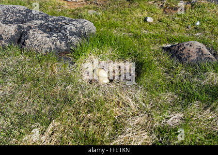 Il sambuco Duck uova nel nido, Hornstrandir riserva naturale, Westfjords, Islanda, Europa Foto Stock