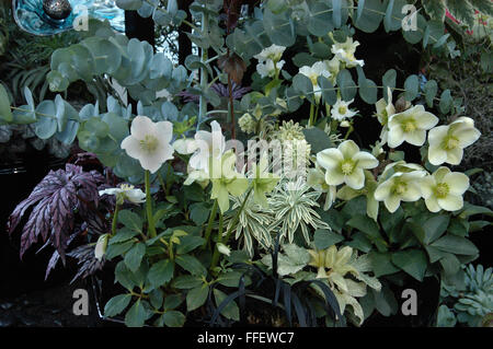 L'elleboro, eucalipto Begonia e Euphorbia Tasmanian Tiger in piantatrice Foto Stock