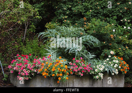 Il cardo, Cynara cardunculus e zinnia in piantatrice Foto Stock