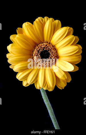 Un singolo giallo fiore di Gerbera testa tenuta ad un angolo e di fronte a uno sfondo nero Foto Stock
