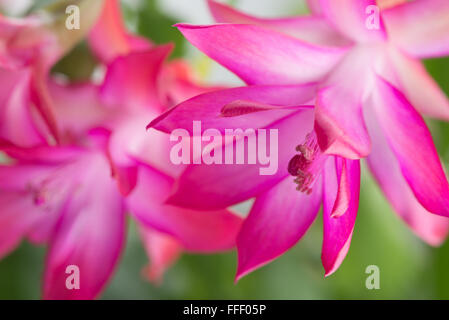 Cactus fioriti Schlumbergera o Cactus di Natale - rosa luminoso blossoms Foto Stock