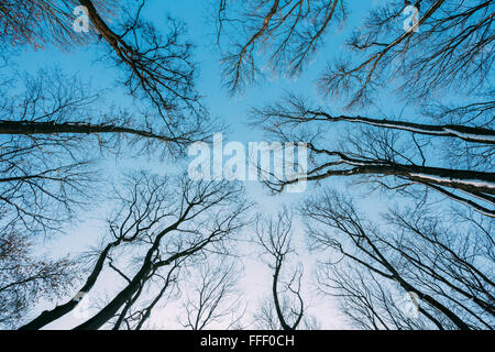 Silhouette di rami di alberi senza foglie in inverno sullo sfondo del cielo blu Foto Stock