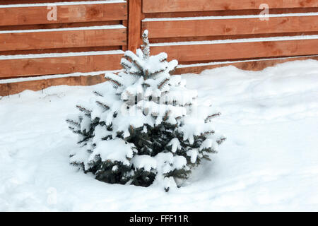 Piccoli giovani abeti coperti di neve Foto Stock