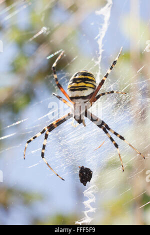 Una vespa ragno, argiope bruennichi, circa a consumare in preda avvolto nella sua web. Foto Stock