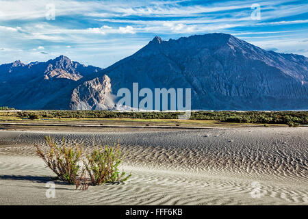 Dune di sabbia nella Valle di Nubra, Ladakh Foto Stock