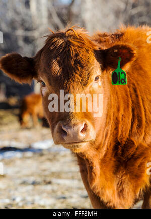 Bovini, ranch pascolo adiacente al piccolo paese di montagna di salida, Colorado, STATI UNITI D'AMERICA Foto Stock