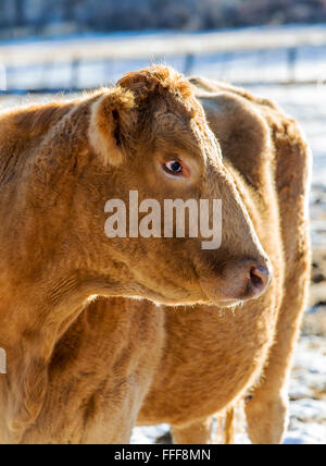 Bovini, ranch pascolo adiacente al piccolo paese di montagna di salida, Colorado, STATI UNITI D'AMERICA Foto Stock