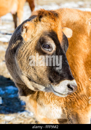 Bovini, ranch pascolo adiacente al piccolo paese di montagna di salida, Colorado, STATI UNITI D'AMERICA Foto Stock