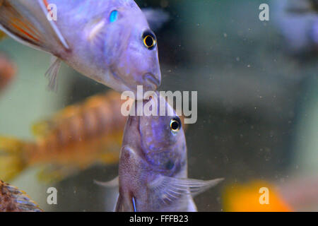 African Cichlid pesce baciare. In realtà questi sono due uomini di testare la loro forza per impressionare la femmina Cichlids Foto Stock