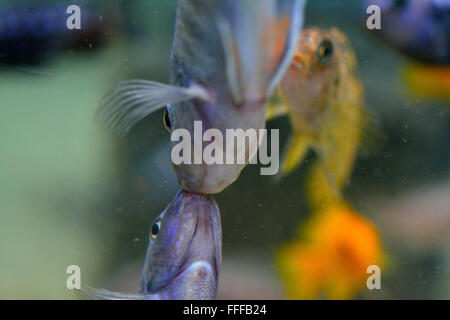 African Cichlid pesce baciare. In realtà questi sono due uomini di testare la loro forza per impressionare la femmina Cichlids. Foto Stock