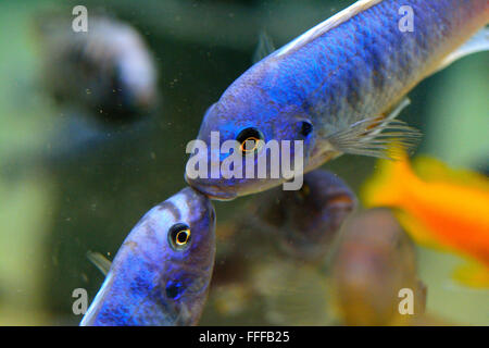 African Cichlid pesce baciare. In realtà questi sono due uomini di testare la loro forza per impressionare la femmina Cichlids Foto Stock