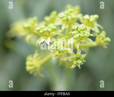 Rock samphire (Crithmum maritimum) in fiore. Un vegetale commestibile in carota (Famiglia Apiaceae), spesso noto come il finocchio di mare Foto Stock