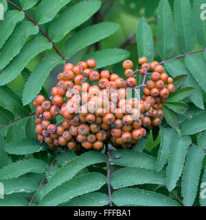 Rowan (Sorbus aucuparia) bacche e foglie. Un albero in rosa (famiglia delle Rosacee), con maturi frutti arancione Foto Stock