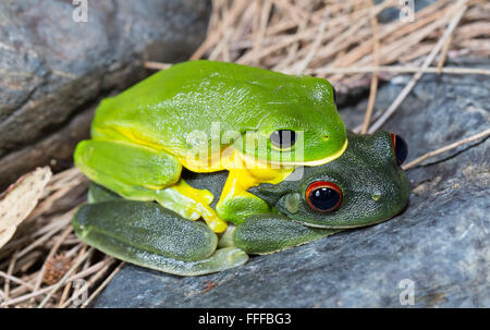 Maschio e femmina rosso australiano-eyed raganella (Litoria chloris), conosciuto anche come Orange-eyed raganella, in amplexus, NSW, Austral Foto Stock