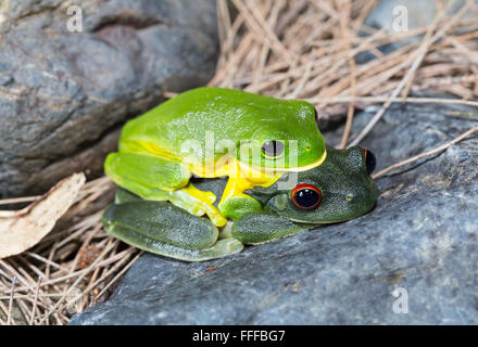 Maschio e femmina rosso australiano-eyed raganella (Litoria chloris), conosciuto anche come Orange-eyed raganella, in amplexus, NSW, Austral Foto Stock