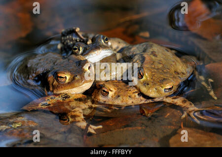 Rospi comuni (Bufo bufo) coniugata, accoppiamento stagione, dietro la rana comune (Rana temporaria), Nord Reno-Westfalia, Germania Foto Stock