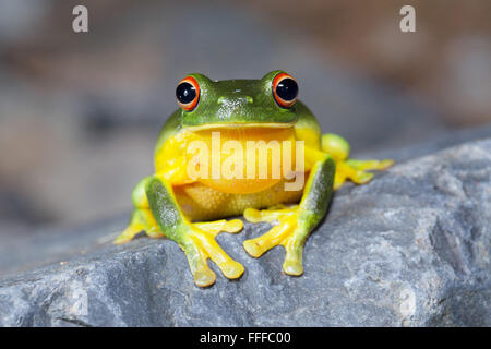 Australiano della red-eyed raganella (Litoria chloris), conosciuto anche come Orange-eyed raganella, NSW, Australia Foto Stock