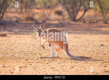 Femmina di canguro rosso (Macropus rufus) con joey nella sacca, outback Queensland, Australia Foto Stock