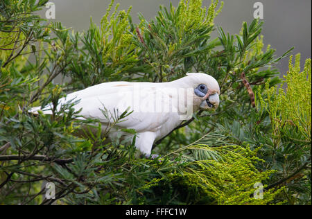 Poco Corella (Cacatua sanguinea) alimentazione sui semi di Acacia nel Royal National Park, NSW, Australia Foto Stock