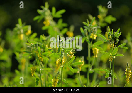 Tall melilot (Melilotus altissimus) in fiore. Un grumo denso di questa pianta nella famiglia di pisello (Fabaceae) in fiore Foto Stock