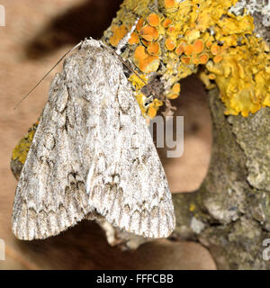 Il Platano tarma (Acronicta aceris). Una bella falena grigia nella famiglia Noctuidae, visto a riposo su un bastone con lichene giallo Foto Stock