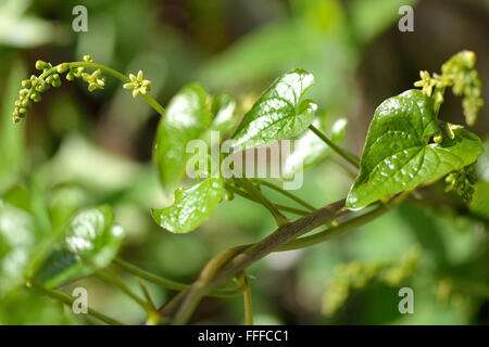 Bryony nero (Tamus communis) in fiore. Una monocotiledone nel filato (Famiglia Dioscoreaceae), fioritura nella campagna inglese Foto Stock