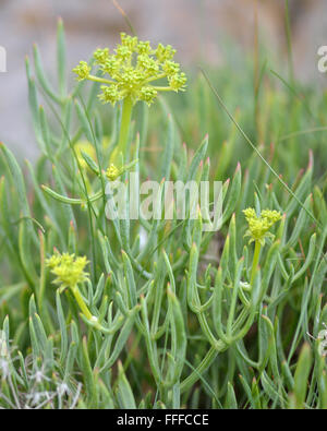 Rock samphire (Crithmum maritimum) piante in fiore. Un vegetale commestibile in carota (Famiglia Apiaceae), spesso noto come il finocchio di mare Foto Stock