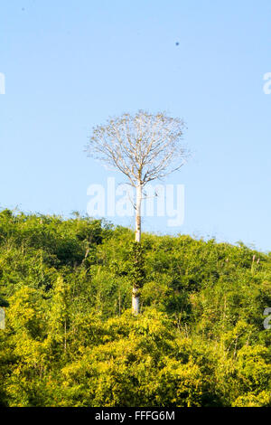 Grande albero solitario tra una fitta foresta. Laos Foto Stock
