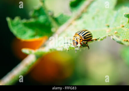 Close up di Colorado Potato Beetle striato - Leptinotarsa decemlineata, peste seria di piante di patate. Foto macro Foto Stock