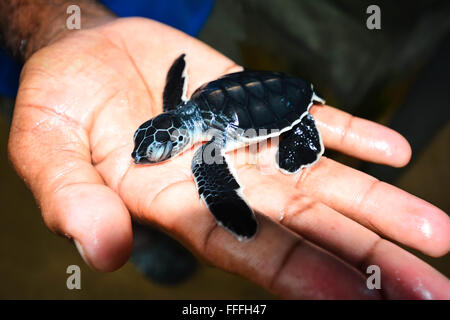 Piccola tartaruga di mare a portata di mano in Kosgoda tartaruga di mare Progetto di Conservazione Foto Stock