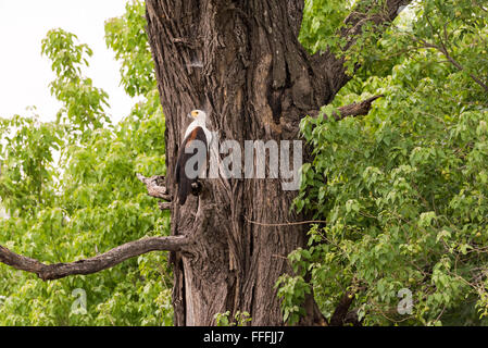 African Fish Eagle (Haliaeetus vocifer) arroccato nella struttura ad albero, Okavango Delta, Botswana Foto Stock