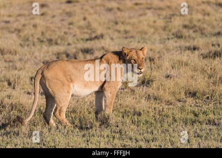 Singola femmina (Lion Panthera leo) in piedi di mattina presto la luce, il Parco Nazionale di Etosha, Namibia Foto Stock